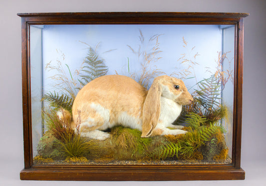 Victorian Very Large Taxidermy English Lop Rabbit by Joseph Mountney of Royal Arcade, Cardiff