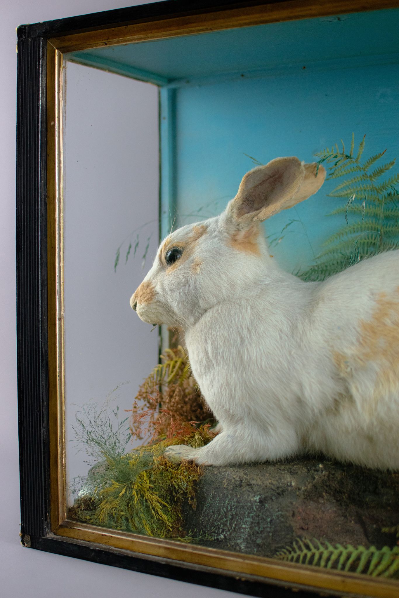 Victorian Taxidermy English Spot Rabbit by Jefferies of Carmarthen