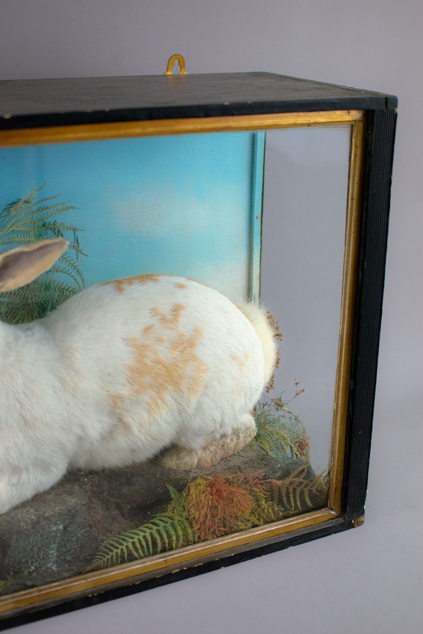 Victorian Taxidermy English Spot Rabbit by Jefferies of Carmarthen