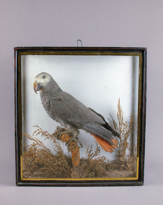 Taxidermy Cased Victorian African Grey Parrot (Psittacus Erithacus), Circa Late 1800's - Early 1900's