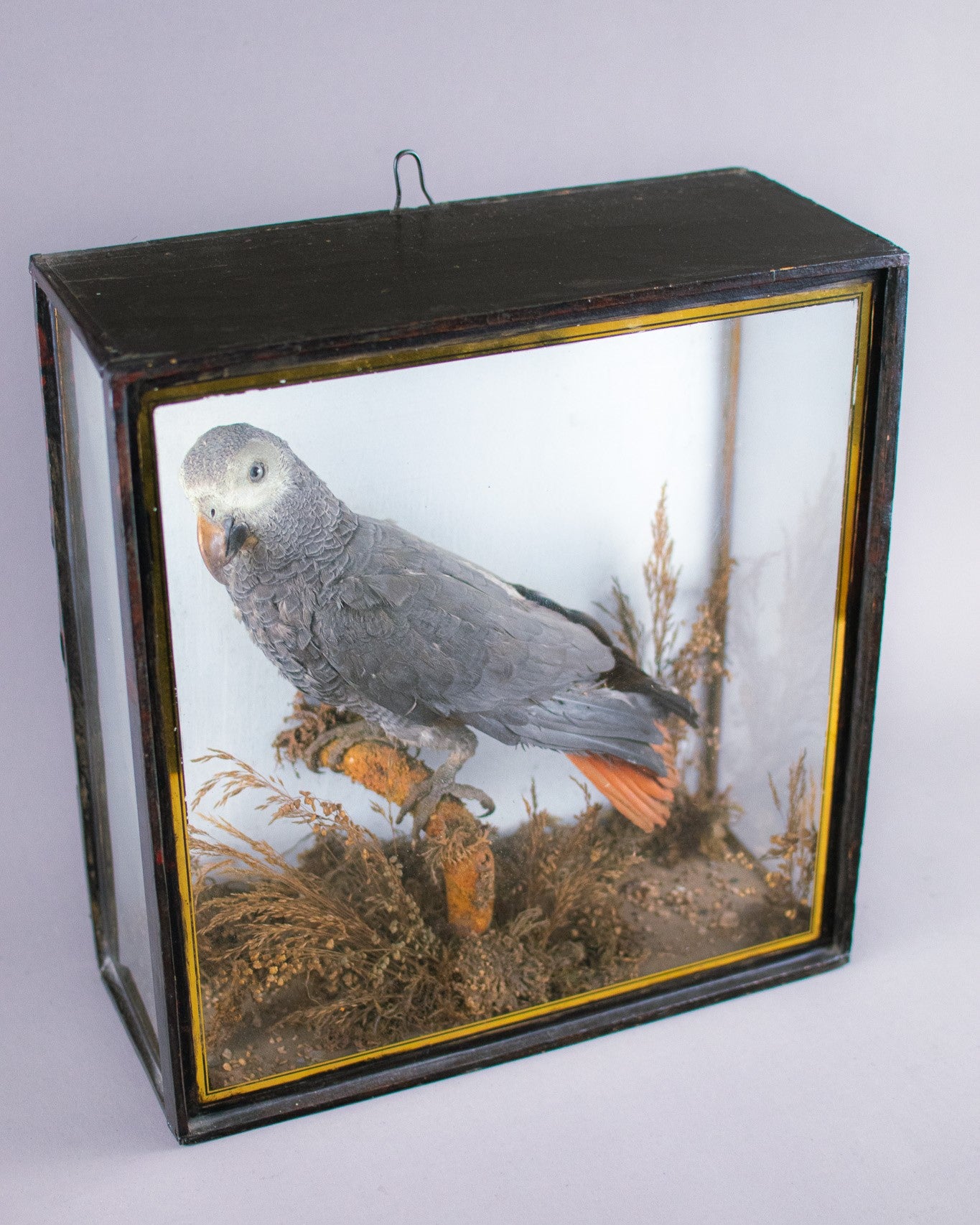 Taxidermy Cased Victorian African Grey Parrot (Psittacus Erithacus), Circa Late 1800's - Early 1900's