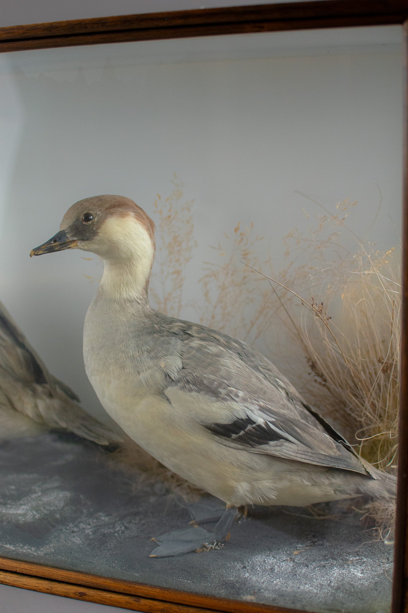 Taxidermy Cased Pair of Smew Ducks (Mergellus albellus) Circa Late 1900s