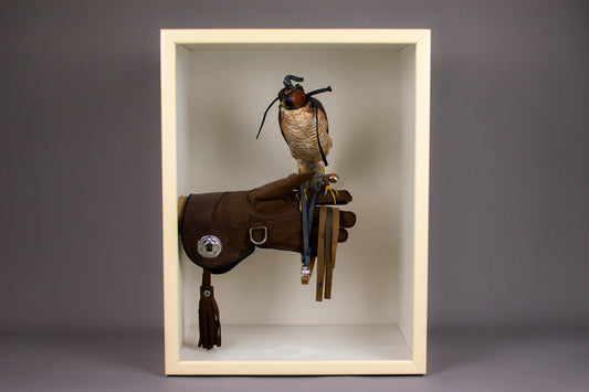 Taxidermy Cased European Sparrowhawk (Accipiter nisus) Circa Early 20th Century