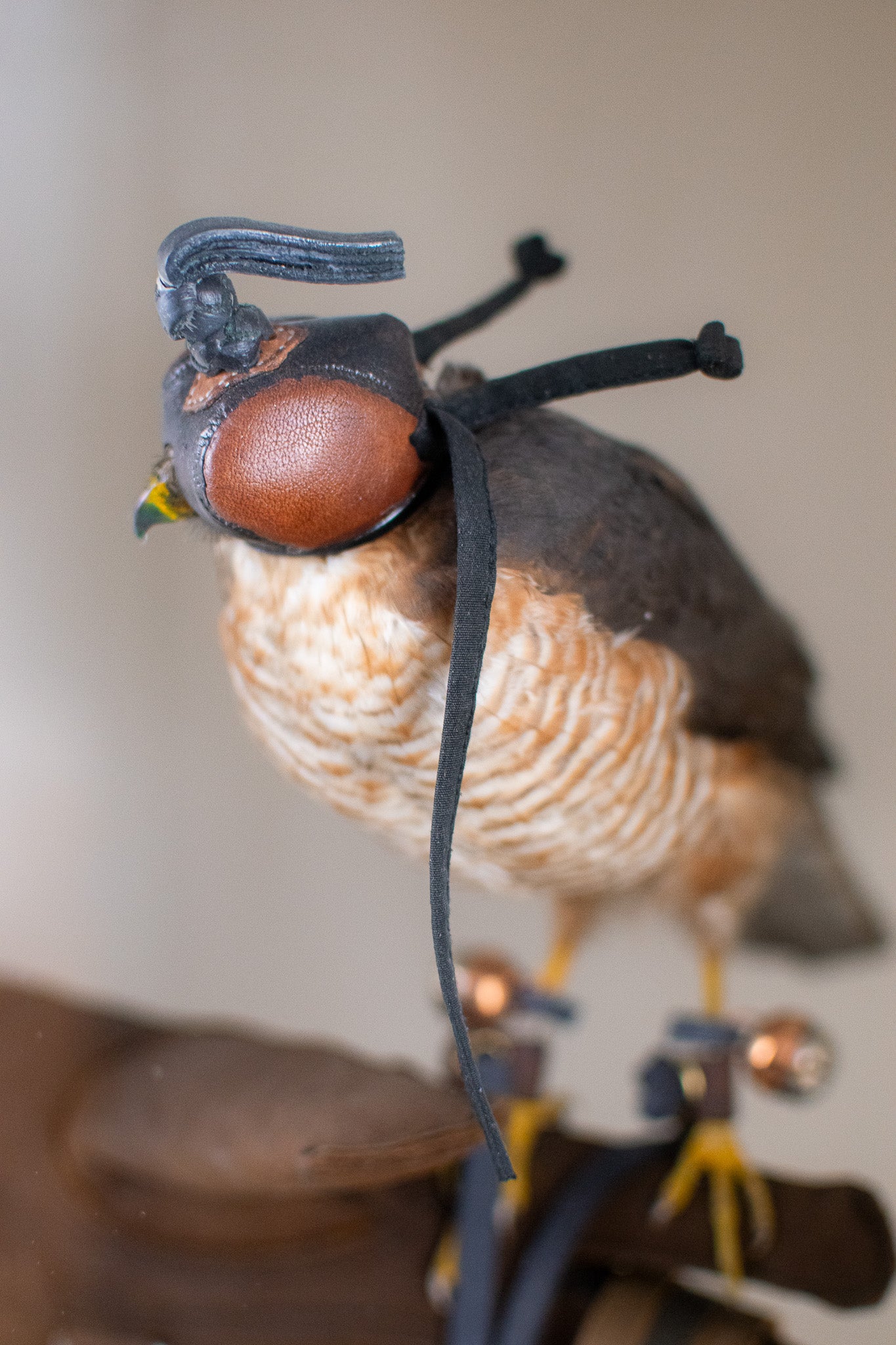 Taxidermy Cased European Sparrowhawk (Accipiter nisus) Circa Early 20th Century