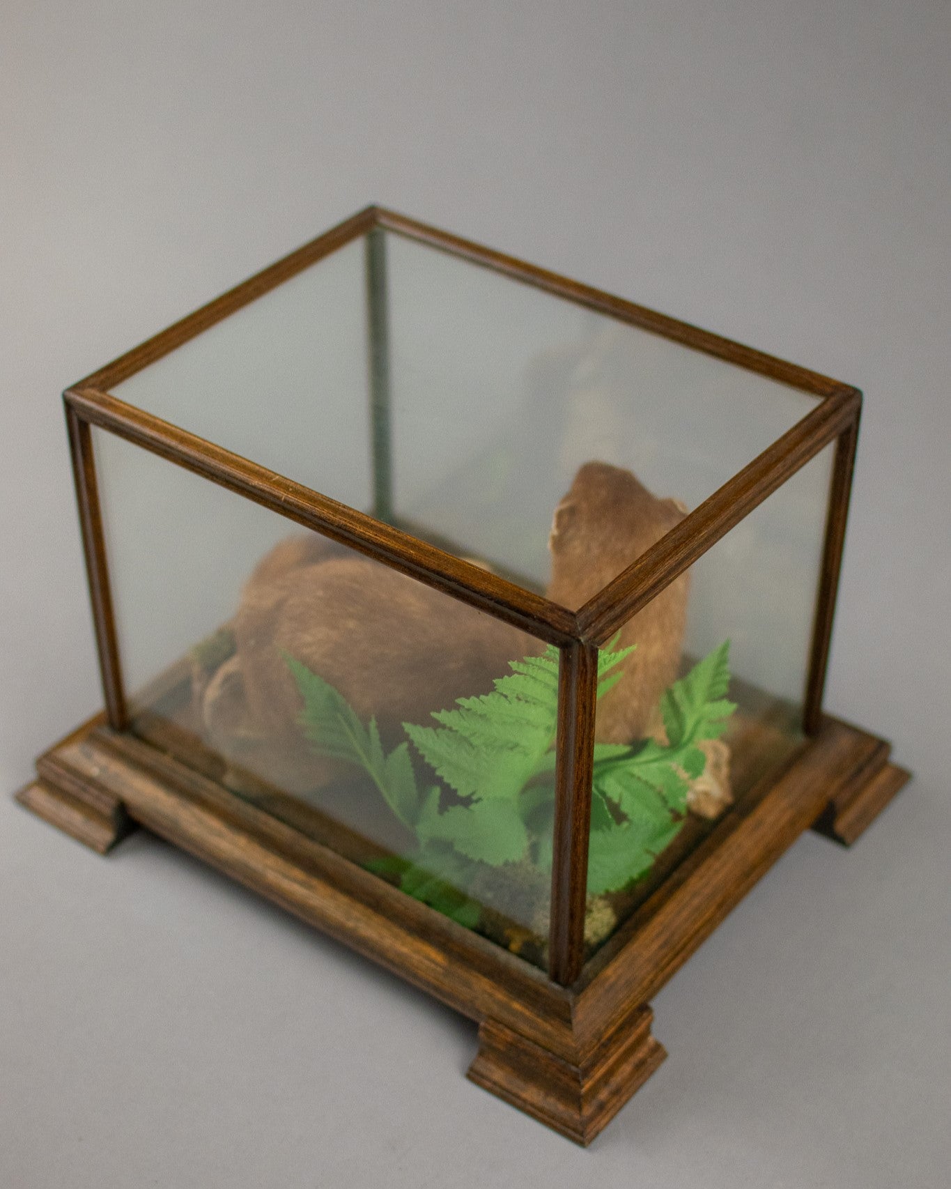 Taxidermy Modern Glass Cased Stoat Amongst Fauna