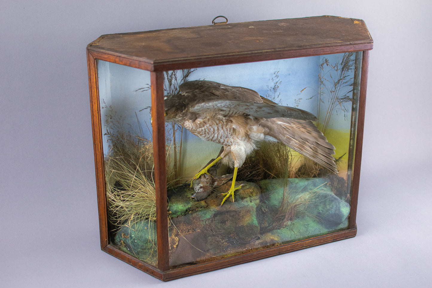 A Victorian Cased Taxidermy Sparrowhawk & Prey