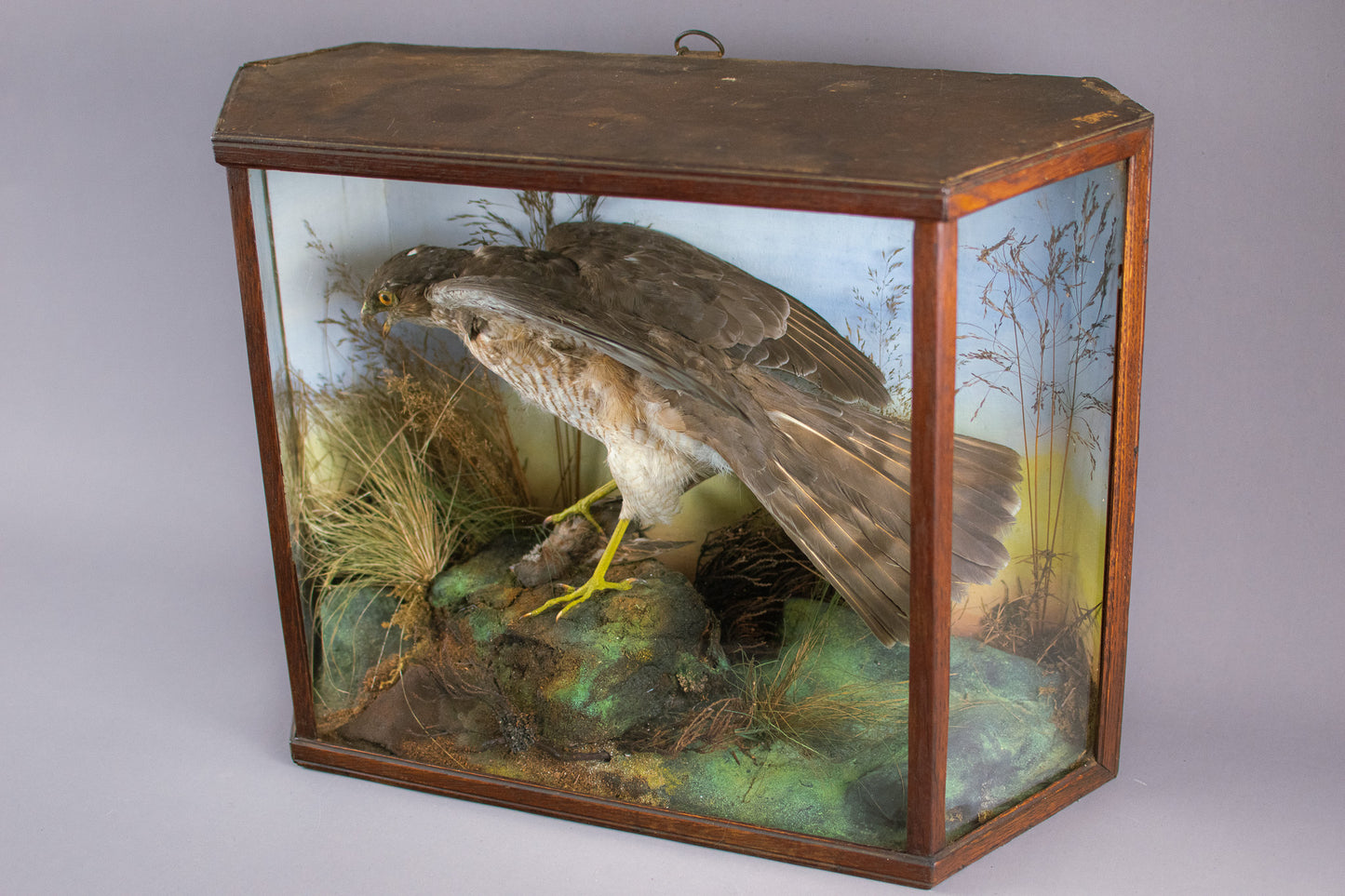A Victorian Cased Taxidermy Sparrowhawk & Prey