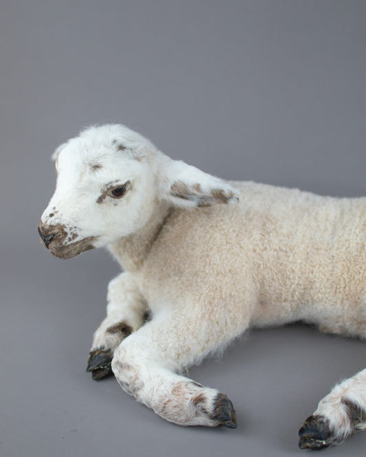 Taxidermy Domestic Spring Lamb (Ovis aries)