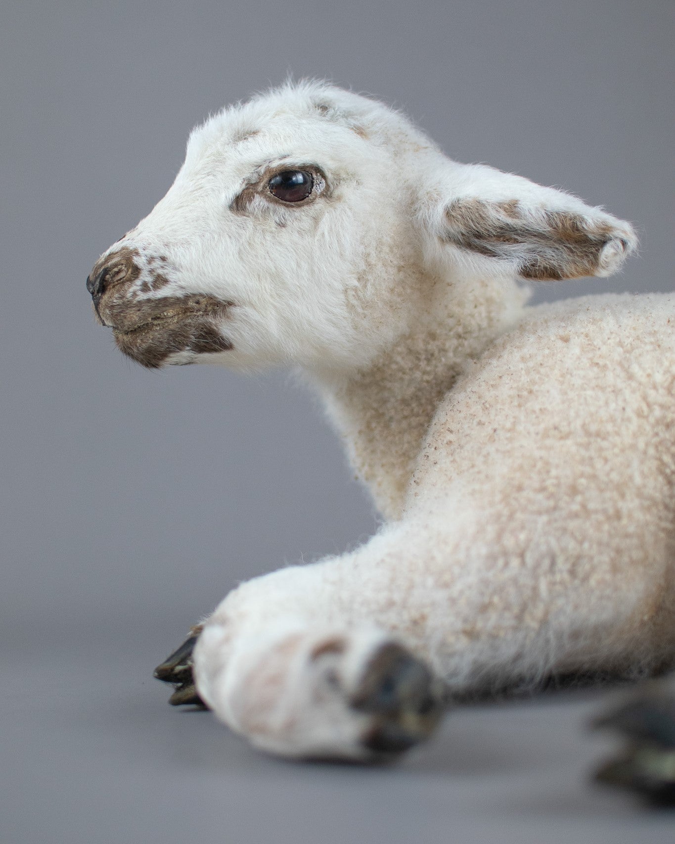 Taxidermy Domestic Spring Lamb (Ovis aries)