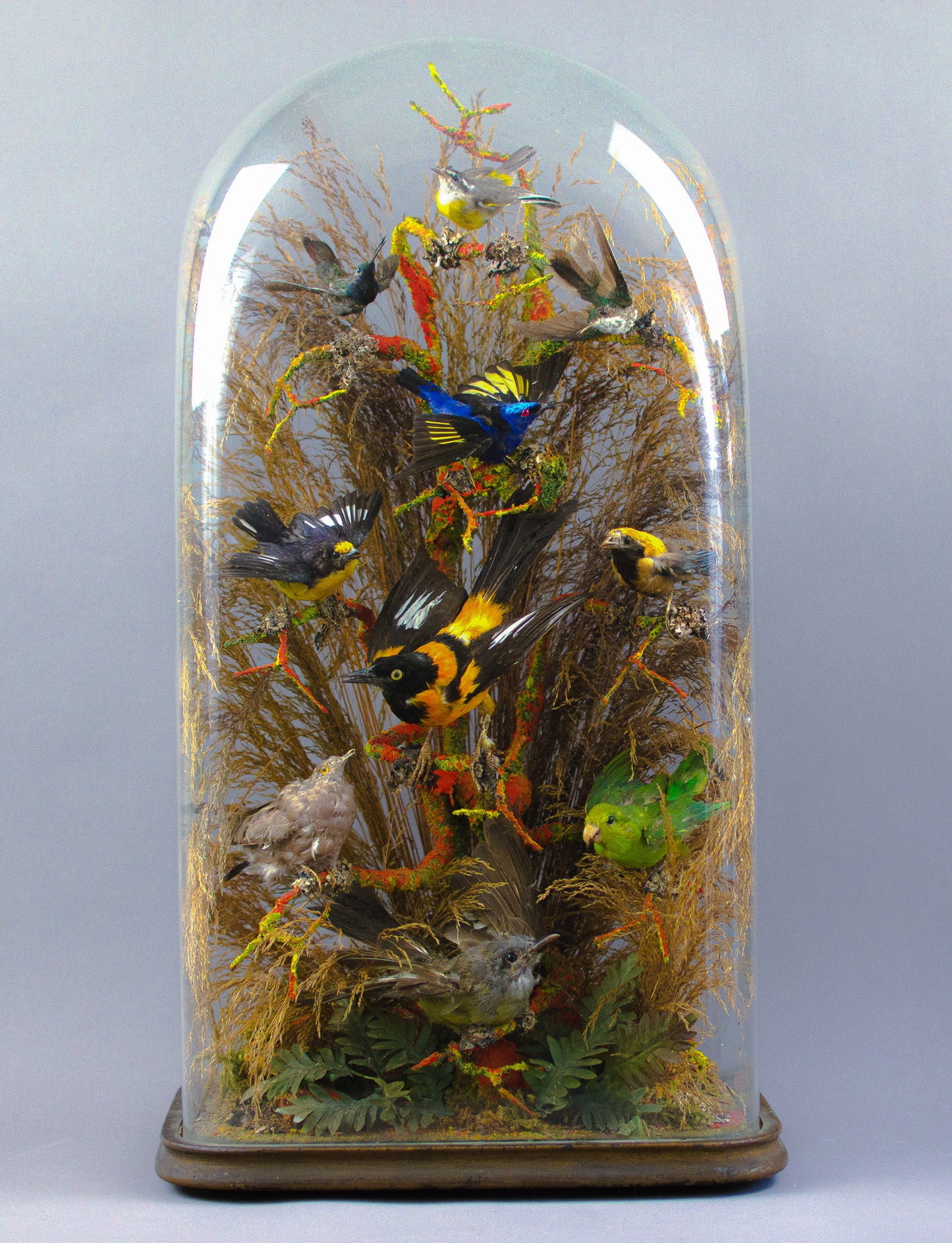 Antique Large Victorian Glass Domed Taxidermy of Ten Exotic Birds
