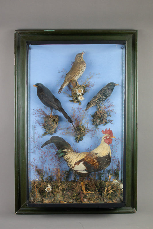 A Large Victorian Taxidermy Wall Cased Diorama Arrangement Bantam Cockerel & Garden Birds by George Bazeley of Northampton