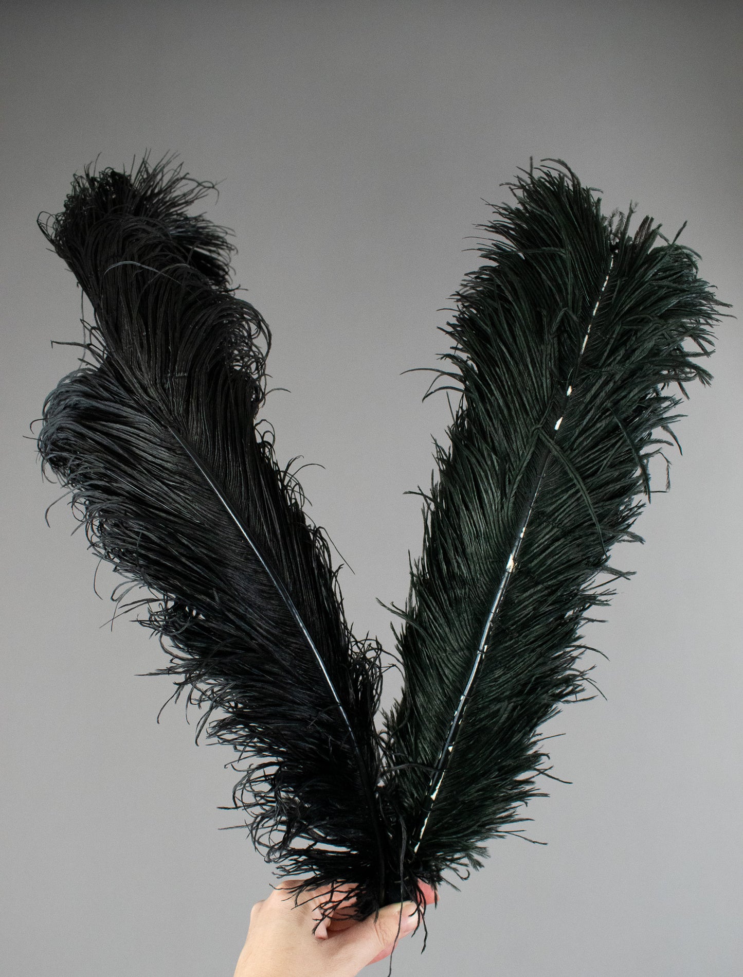2 Extra Large Victorian Antique Black Ostrich Feathers in Original Packaging