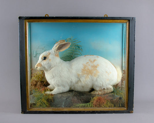 Victorian Taxidermy English Spot Rabbit by Jefferies of Carmarthen
